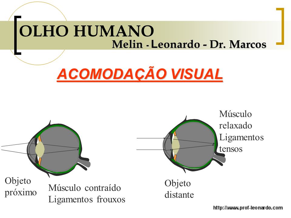 OLHO HUMANO ACOMODAÇÃO VISUAL Melin - Leonardo - Dr. Marcos