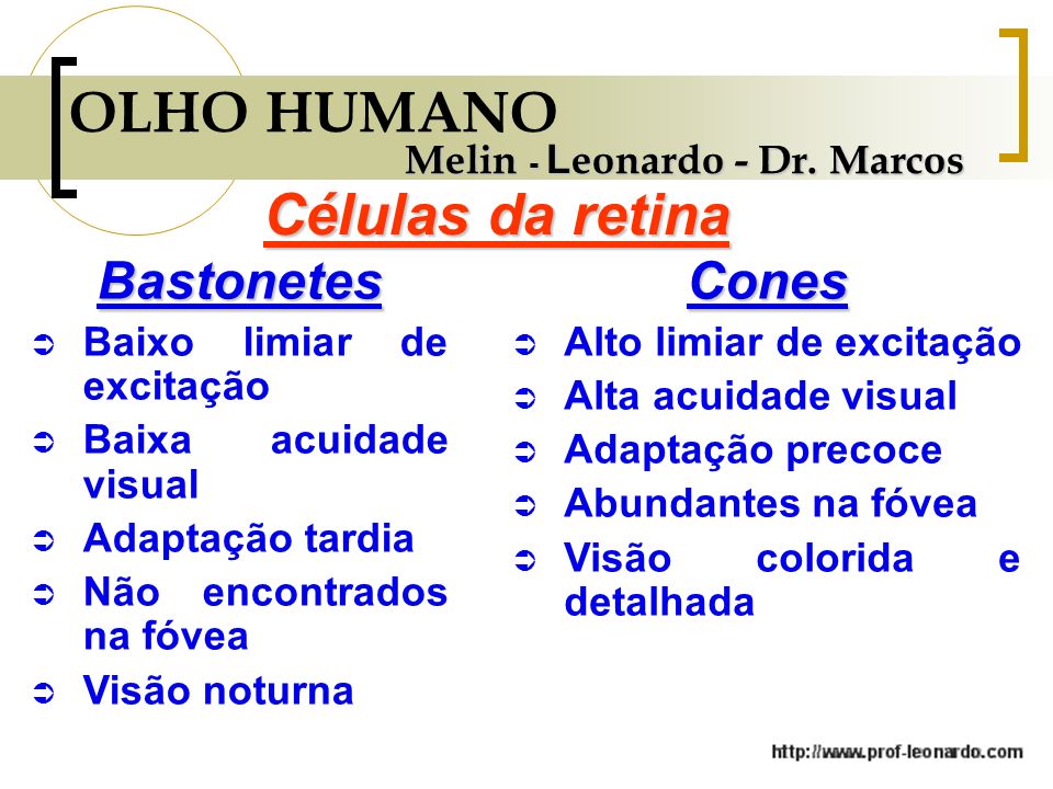 OLHO HUMANO Células da retina Bastonetes Cones