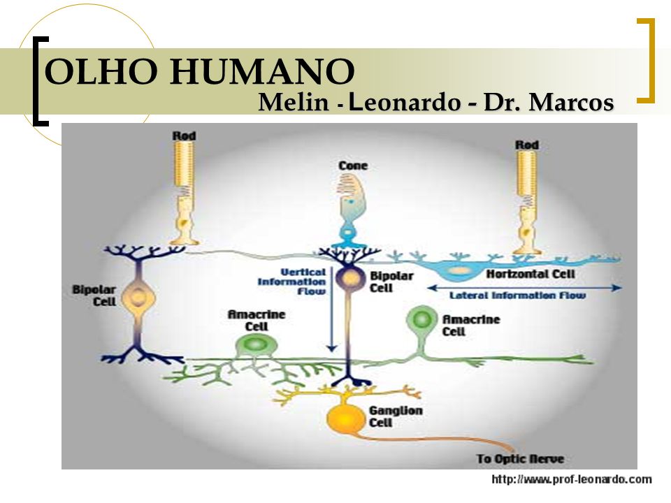 OLHO HUMANO Melin - Leonardo - Dr. Marcos