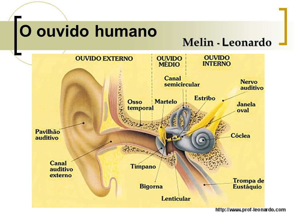 O ouvido humano Melin - Leonardo