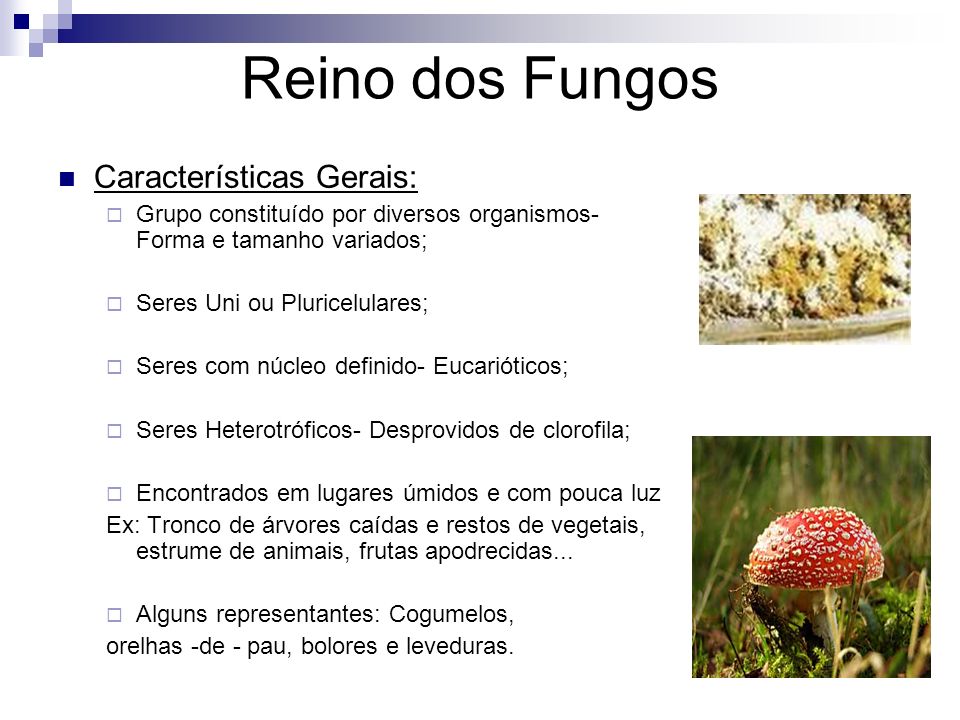 Reino dos Fungos Características Gerais: