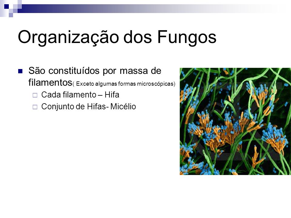Organização dos Fungos
