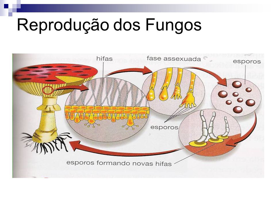 Reprodução dos Fungos