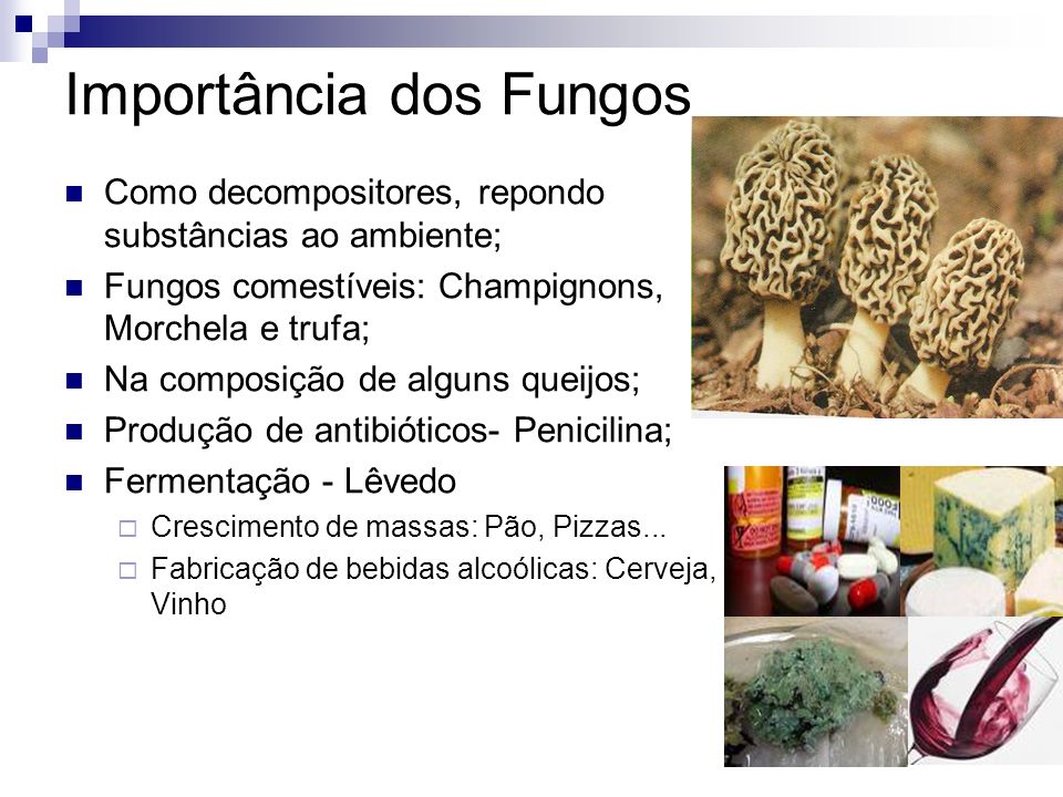 Importância dos Fungos