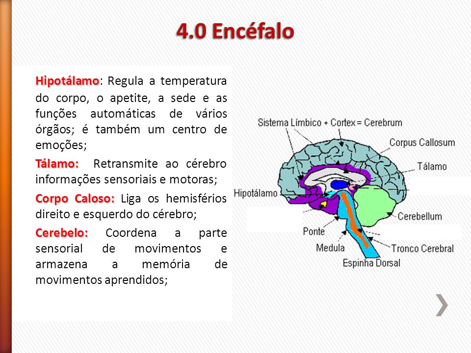 4.0 Encéfalo Hipotálamo: Regula a temperatura do corpo, o apetite, a sede e as funções automáticas de vários órgãos; é também um centro de emoções;
