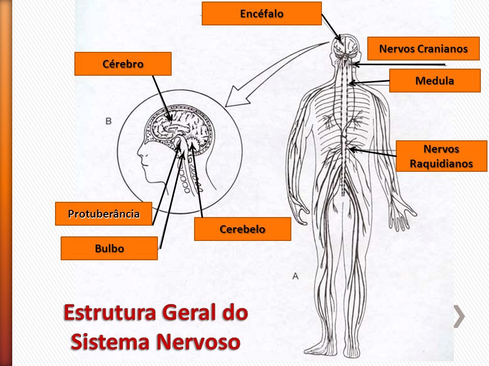 Estrutura Geral do Sistema Nervoso