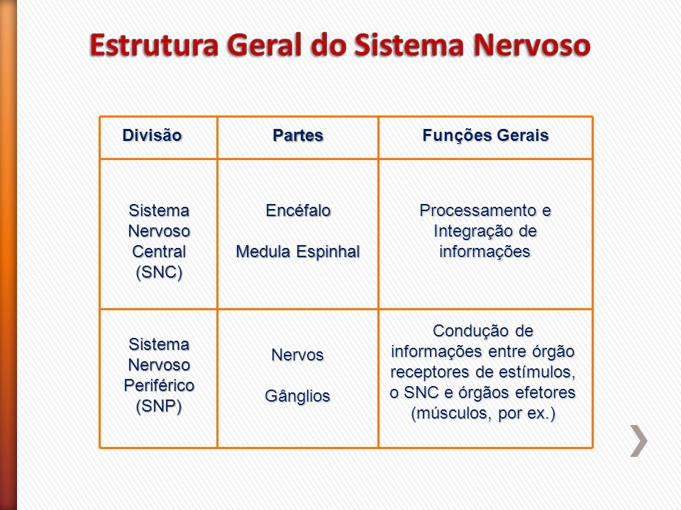Estrutura Geral do Sistema Nervoso