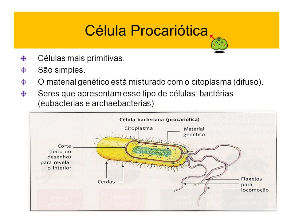 Célula Procariótica Células mais primitivas. São simples.