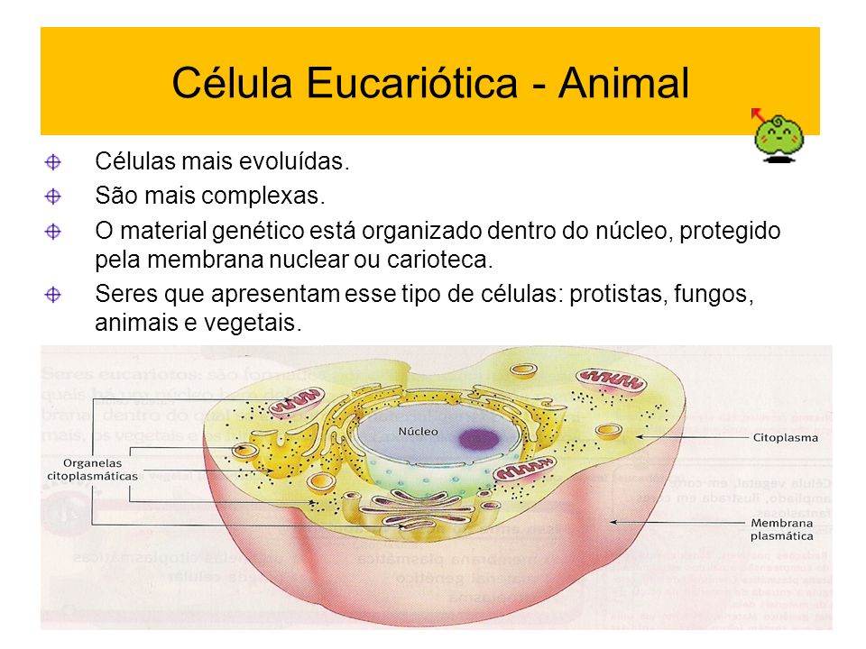 Célula Eucariótica - Animal