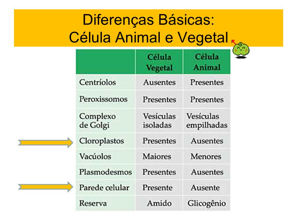 Célula Animal e Vegetal