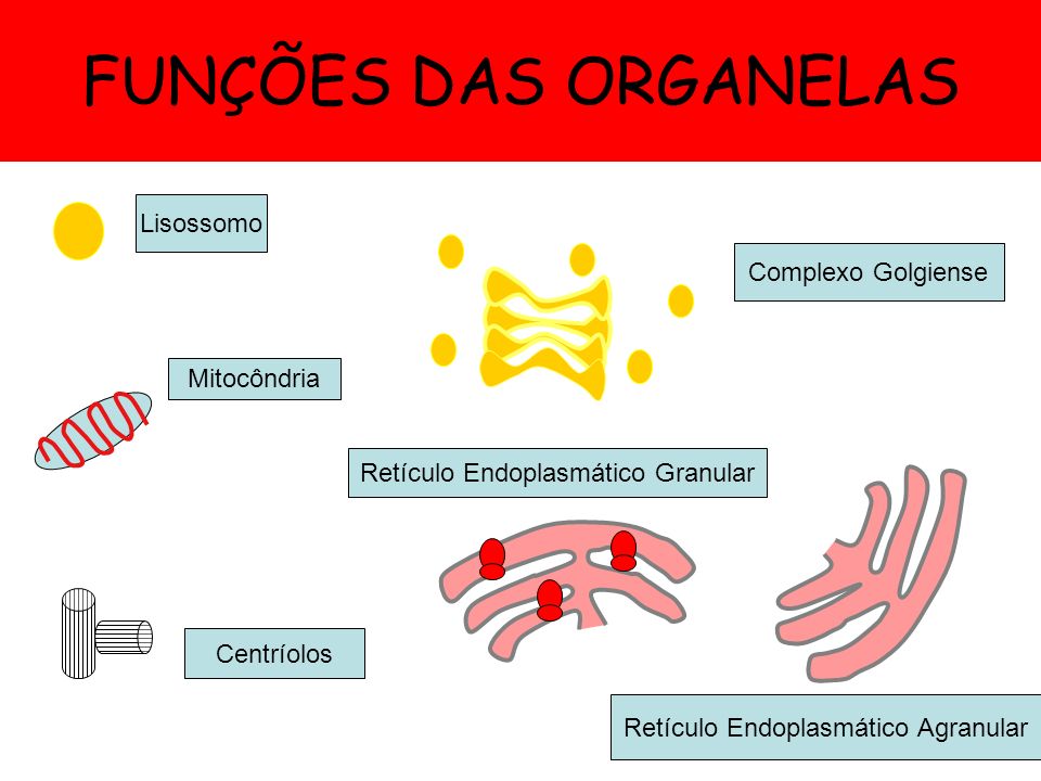 FUNÇÕES DAS ORGANELAS Lisossomo Complexo Golgiense Mitocôndria