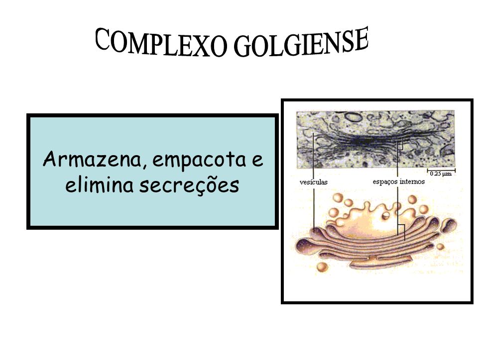 COMPLEXO GOLGIENSE Armazena, empacota e elimina secreções
