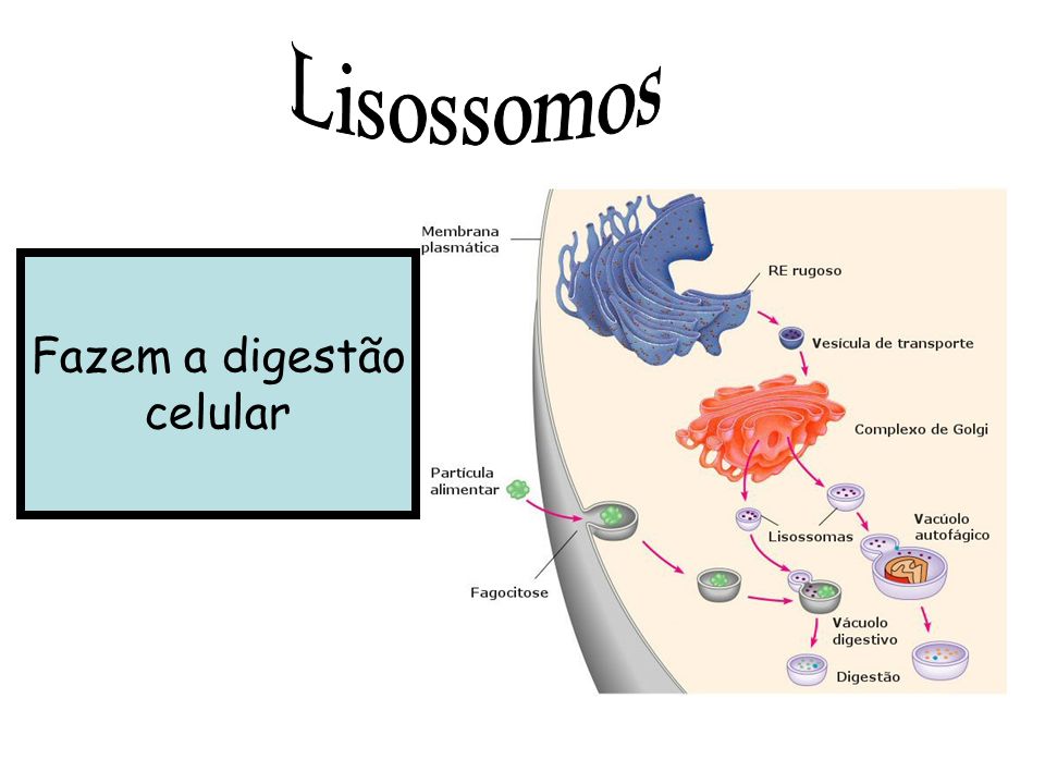 Lisossomos Fazem a digestão celular