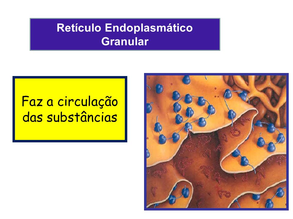Retículo Endoplasmático Granular