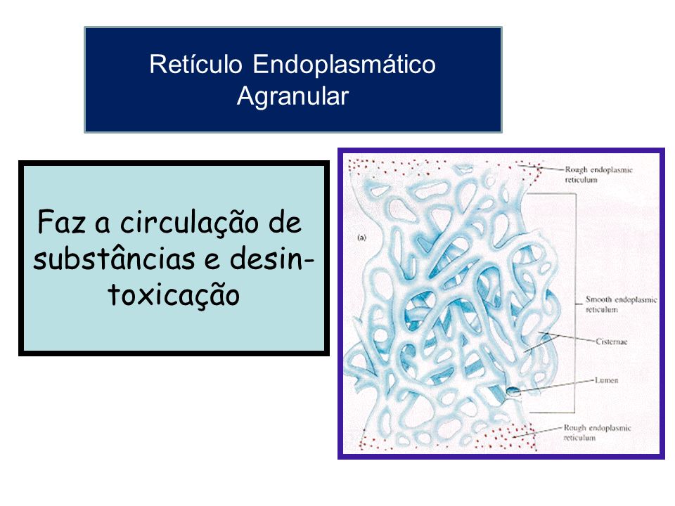 Retículo Endoplasmático Agranular