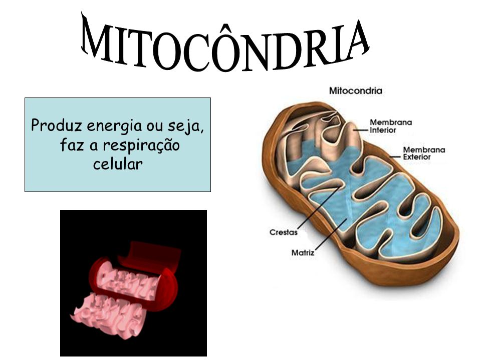 MITOCÔNDRIA Produz energia ou seja, faz a respiração celular