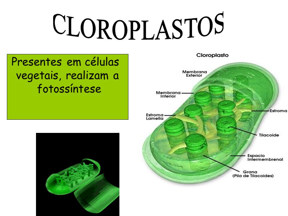 CLOROPLASTOS Presentes em células vegetais, realizam a fotossíntese