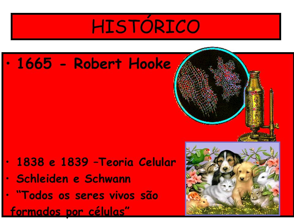 HISTÓRICO Robert Hooke 1838 e 1839 –Teoria Celular