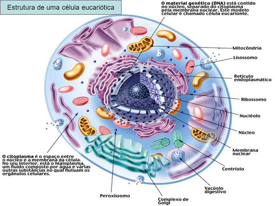Estrutura de uma célula eucariótica