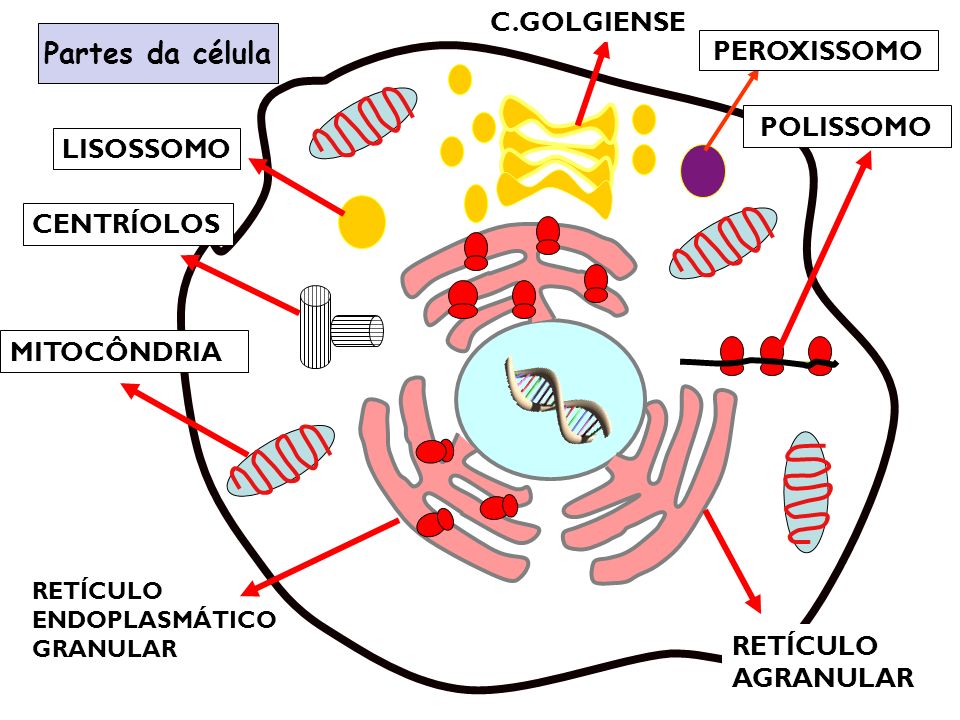 Partes da célula C.GOLGIENSE PEROXISSOMO POLISSOMO LISOSSOMO