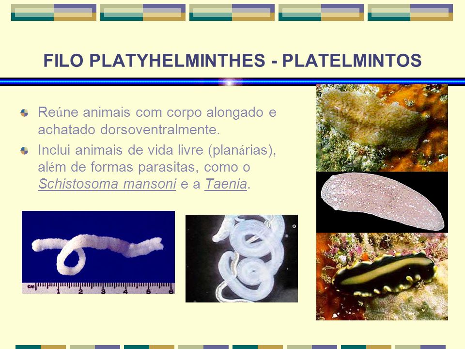 FILO PLATYHELMINTHES - PLATELMINTOS