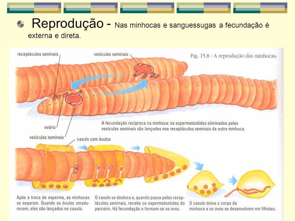 Reprodução - Nas minhocas e sanguessugas a fecundação é externa e direta.