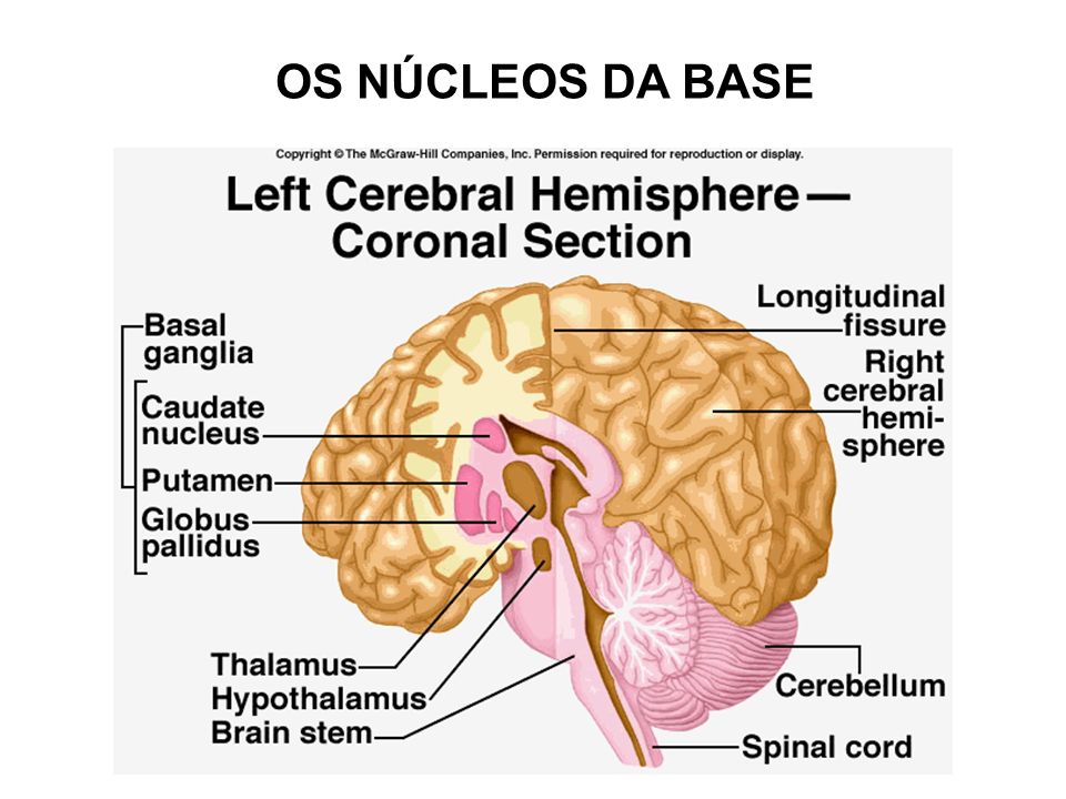 Nervous system brain. Diencephalon Anatomy. Two Systems of Brain Daniel Kahneman.