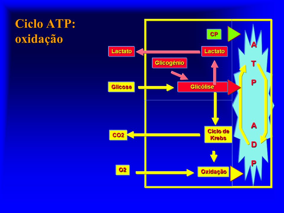Ciclo ATP: oxidação A T P D CP Lactato Glicogênio Glicose Glicólise