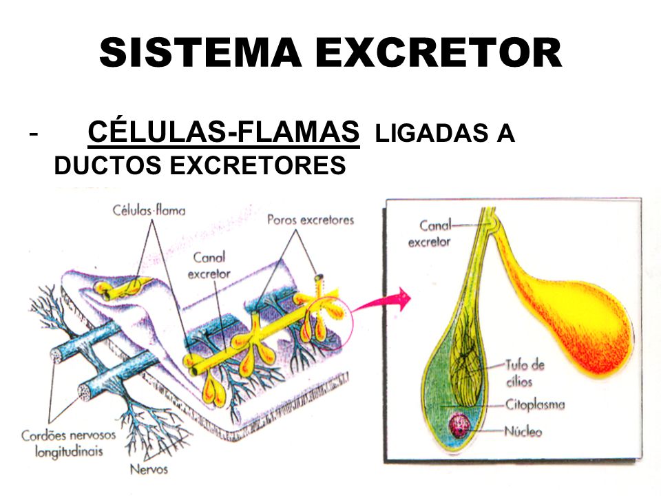 SISTEMA EXCRETOR - CÉLULAS-FLAMAS LIGADAS A DUCTOS EXCRETORES