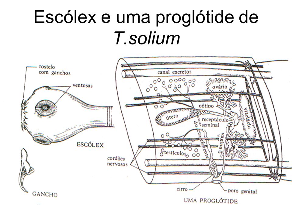 Escólex e uma proglótide de T.solium