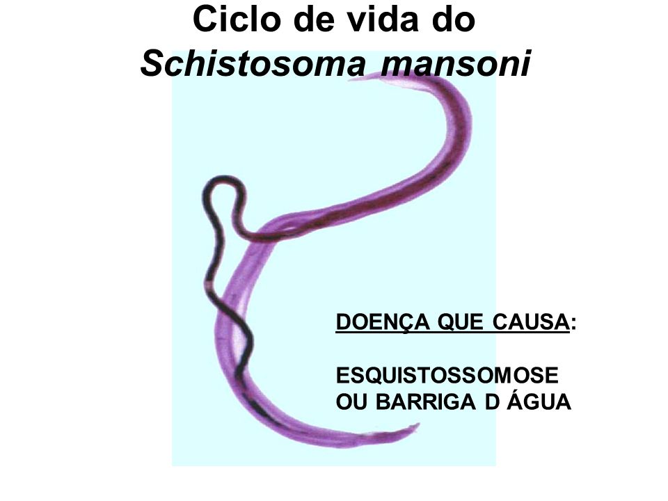 Ciclo de vida do Schistosoma mansoni