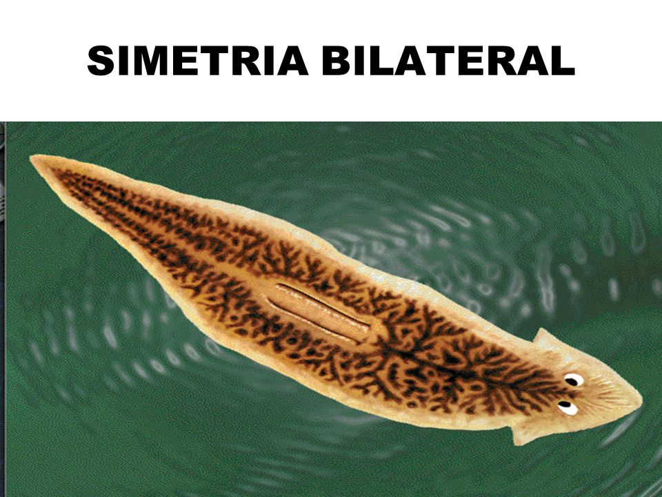 SIMETRIA BILATERAL