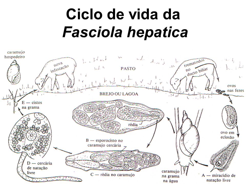 Ciclo de vida da Fasciola hepatica