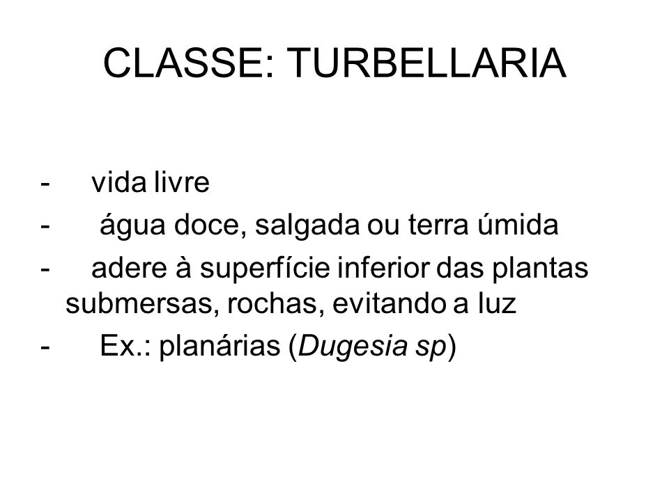 CLASSE: TURBELLARIA - vida livre - água doce, salgada ou terra úmida