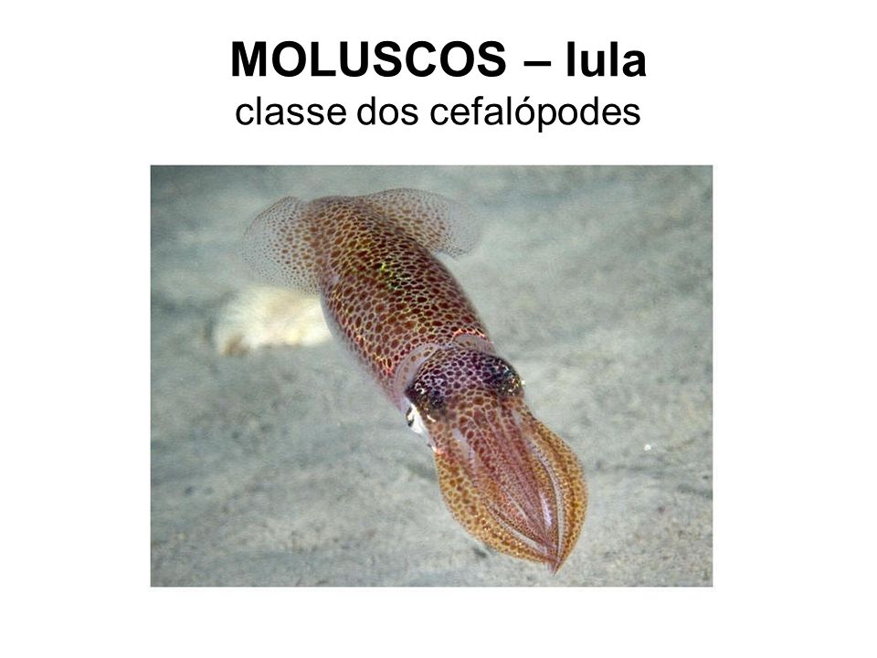 MOLUSCOS – lula classe dos cefalópodes