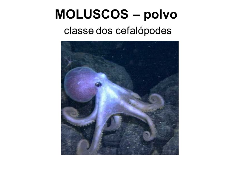 MOLUSCOS – polvo classe dos cefalópodes