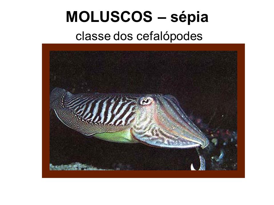 MOLUSCOS – sépia classe dos cefalópodes