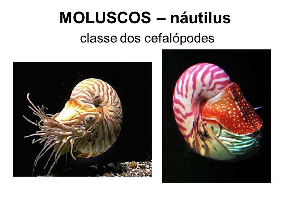 MOLUSCOS – náutilus classe dos cefalópodes