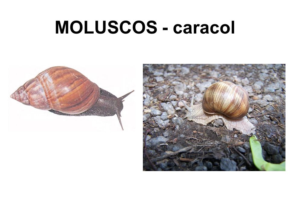 MOLUSCOS - caracol