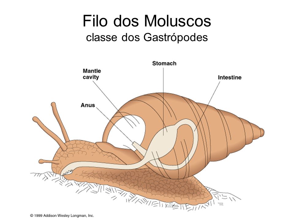 Filo dos Moluscos classe dos Gastrópodes