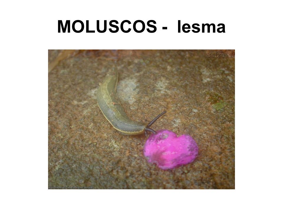 MOLUSCOS - lesma