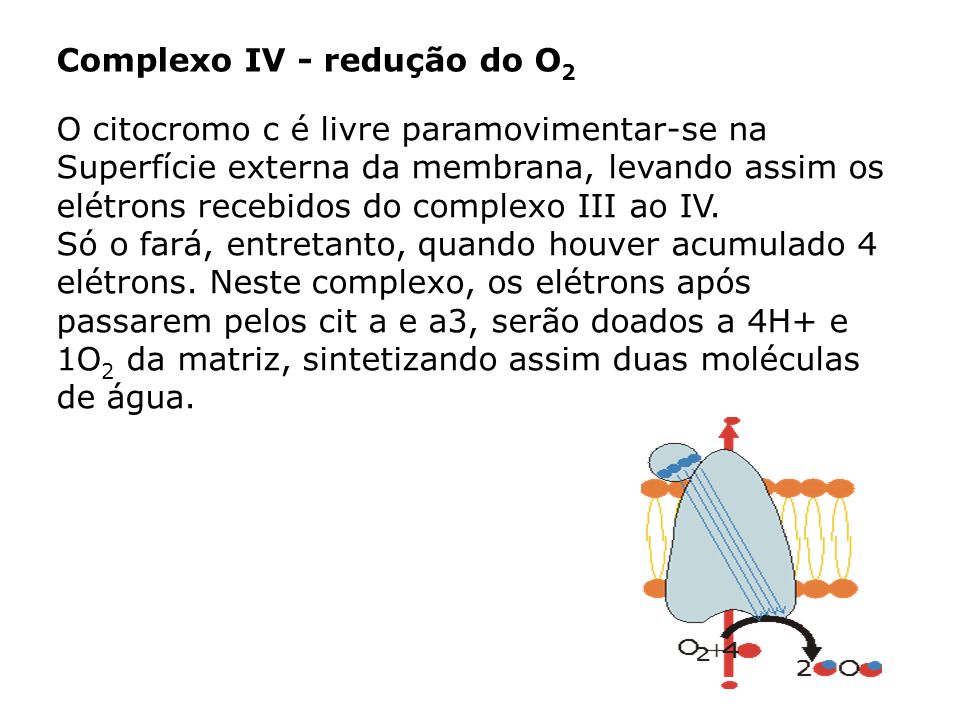 Complexo IV - redução do O2