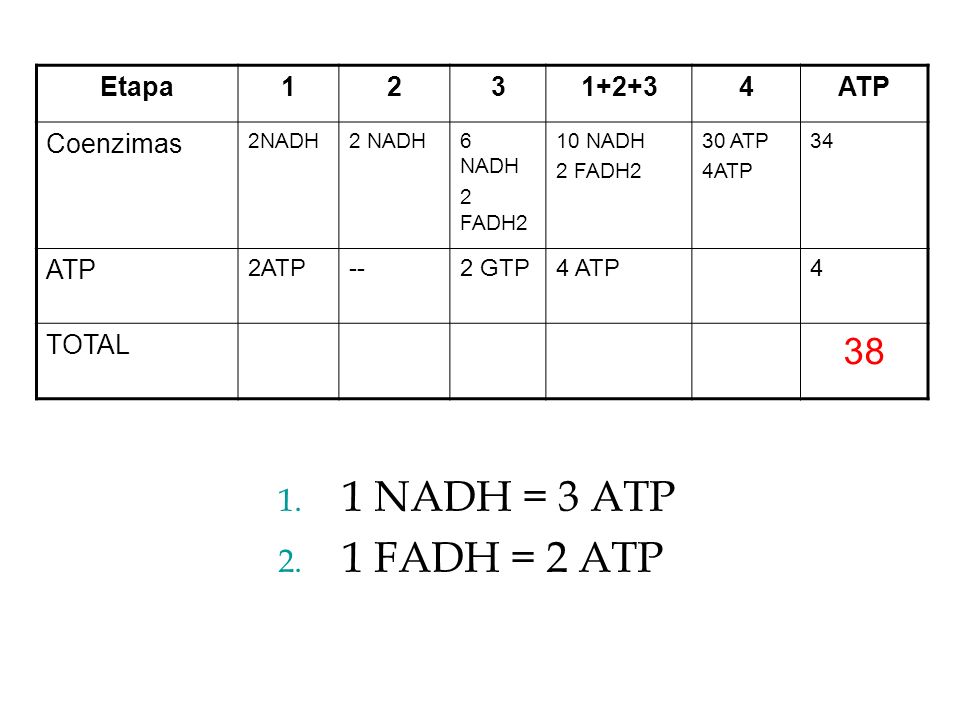 1 NADH = 3 ATP 1 FADH = 2 ATP 38 Etapa ATP Coenzimas