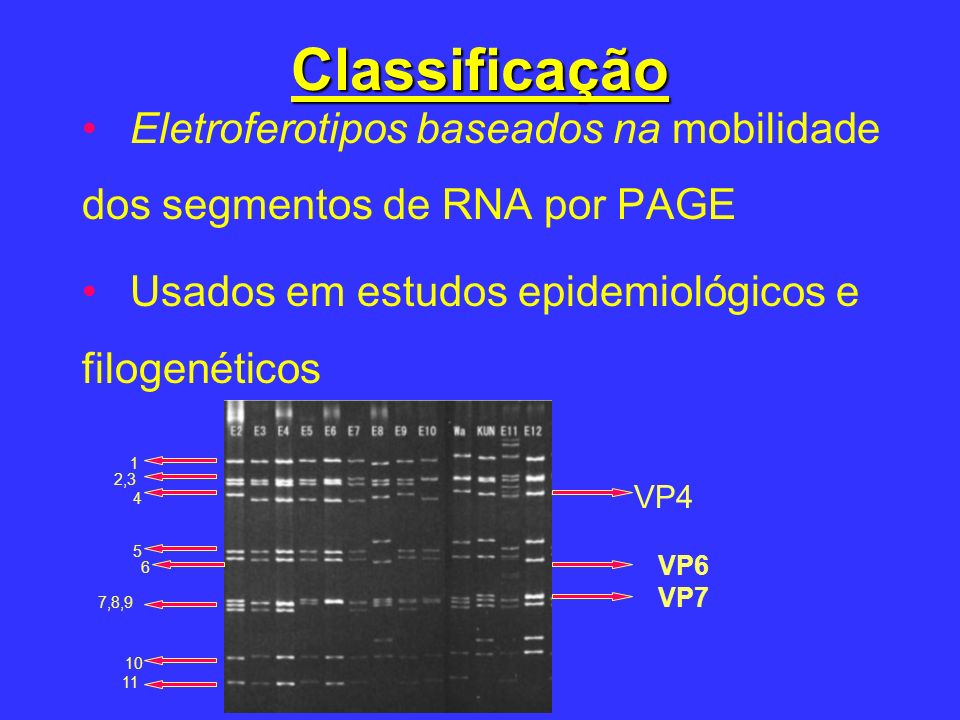 Classificação Eletroferotipos baseados na mobilidade dos segmentos de RNA por PAGE. Usados em estudos epidemiológicos e filogenéticos.