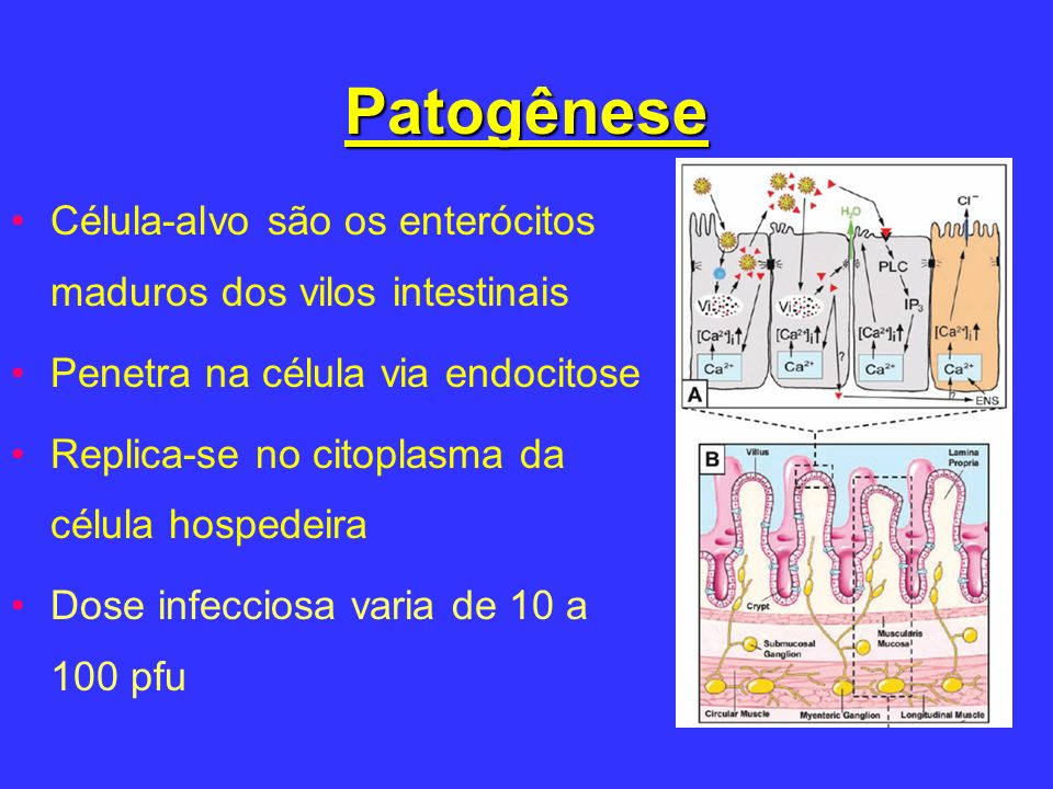 Patogênese Célula-alvo são os enterócitos maduros dos vilos intestinais. Penetra na célula via endocitose.