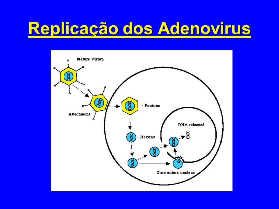 Replicação dos Adenovirus