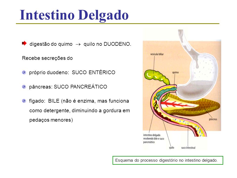 Intestino Delgado digestão do quimo  quilo no DUODENO.