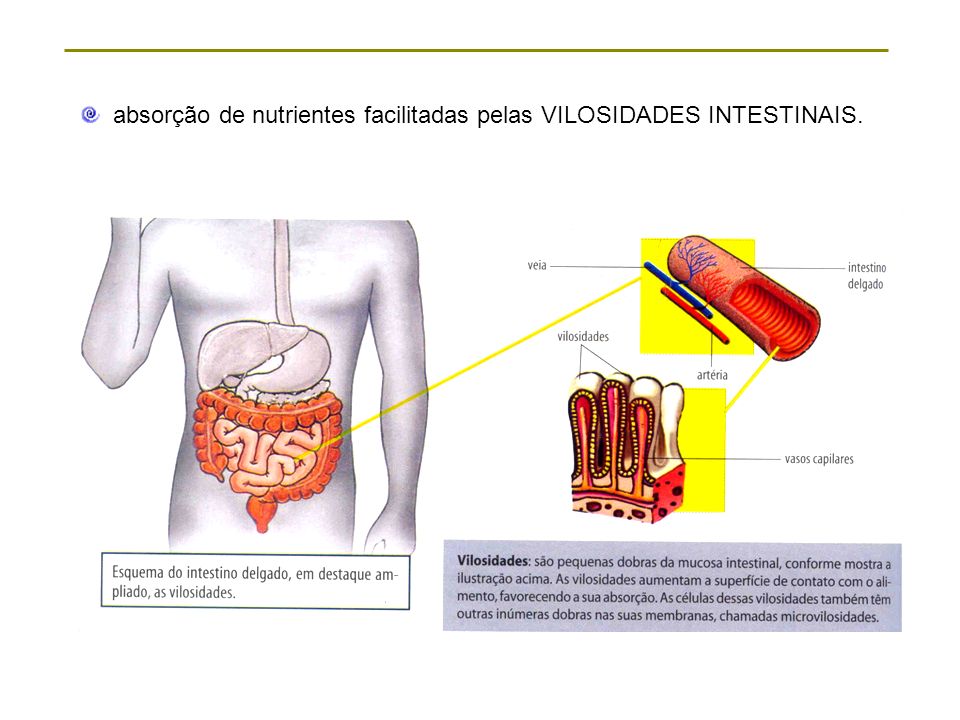 absorção de nutrientes facilitadas pelas VILOSIDADES INTESTINAIS.