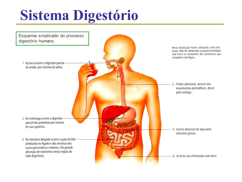 Sistema Digestório Esquema simplicado do processo digestório humano.
