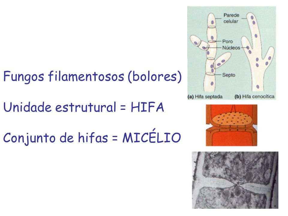 Fungos filamentosos (bolores)